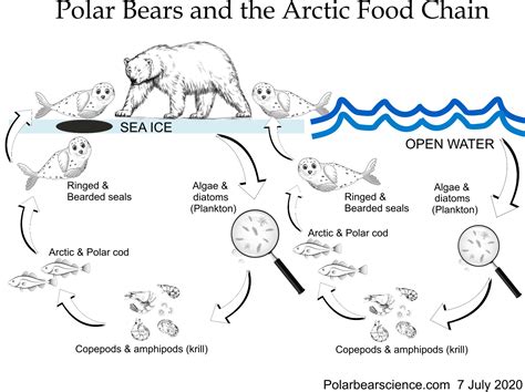 10 fallacies about Arctic sea ice & polar bear survival refute ...