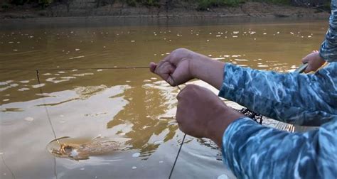 Trotline Fishing: Building and Setting Trotlines | Fish, How to catch catfish, Best catfish bait