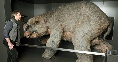 Remains of GIANT Wombat 25 Million Years old Found in Australia | The ...