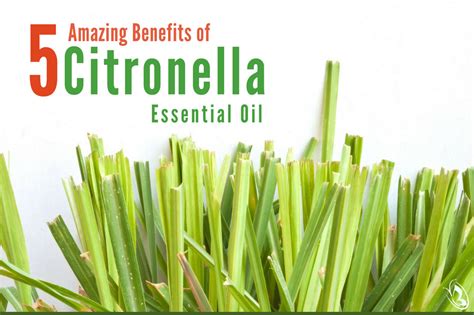 5 Amazing Benefits of Citronella Essential Oil - Organic Aromas