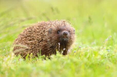 5 Egel soorten die in Europa voorkomen - Dierenfun