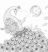 Peacock Feather Coloring Page sketch template