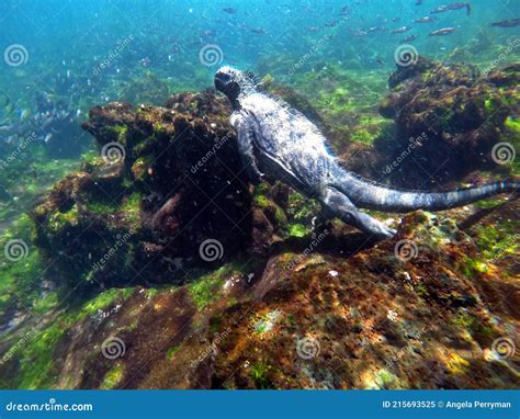 Marine Iguana Swimming Underwater Stock Image - Image of nature, charles: 215693525