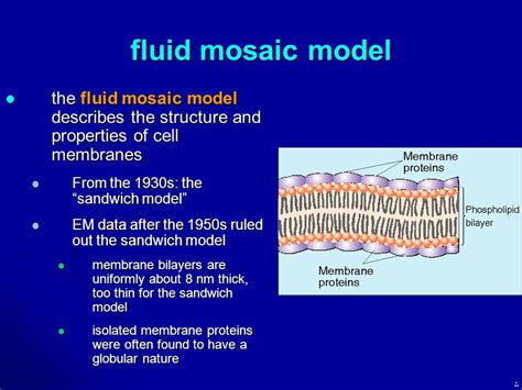 Describe The Fluid Mosaic Model Of Membrane Structure - Vários Modelos