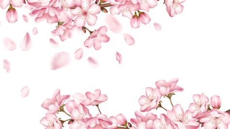 Spring Cherry Blossom Border Petals Falling, Spring, Cherry Blossoms, Flowers PNG Transparent ...