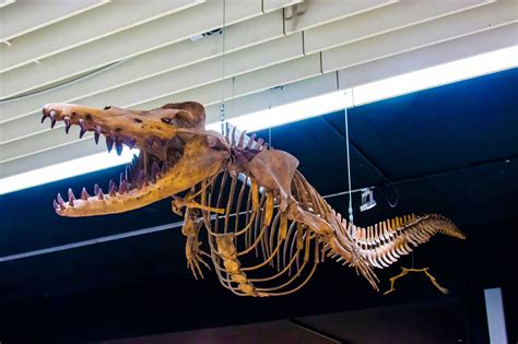 Basilosaurus Pictures - AZ Animals