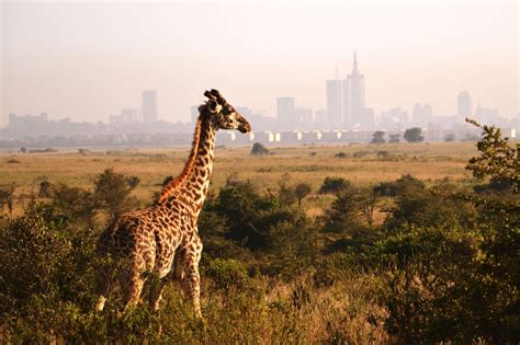 The Best Time to Visit Nairobi