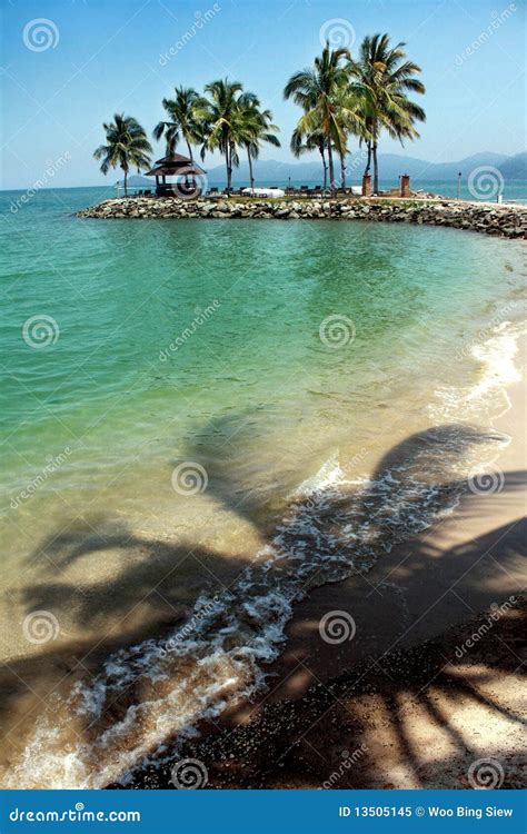 Beach with coconut trees stock image. Image of ocean - 13505145