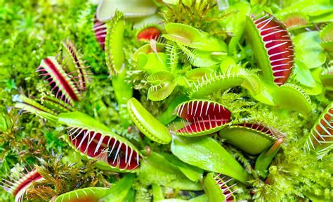 Venus Flytrap . Vectors, Stock & PSD, Carnivorous Plant, HD wallpaper ...