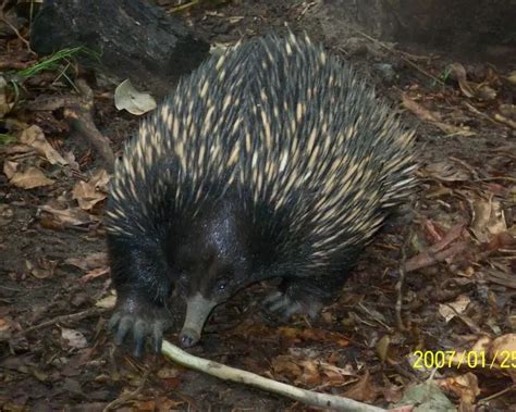 Eastern Long-Beaked Echidna - Facts, Diet, Habitat & Pictures on ...