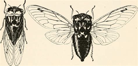 Forensic Entomology - Crime Museum