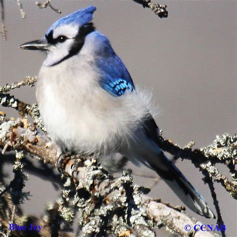 Blue Birds - Birds by Color - North American Birds - Birds of North America