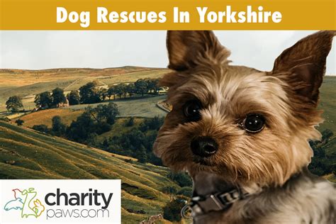 Dog Rescues In Yorkshire | 10 Rescue Centres To Choose From