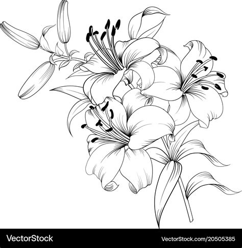 White lily flower Royalty Free Vector Image - VectorStock