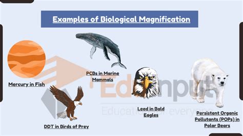 5 Examples of Biological Magnification