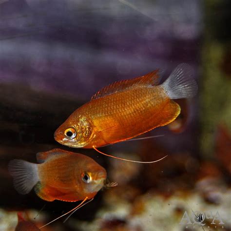 Dwarf Red Honey Gourami (Colisa chuna) - Aqua Imports