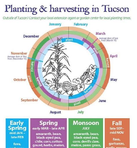 Arizona Victory Garden: Planting Guide for southern Arizona