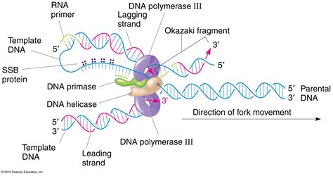 Leading & Lagging Strand Synthesis