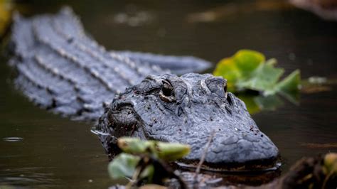 Alligator living outside NC Walmart wins community support | Charlotte ...