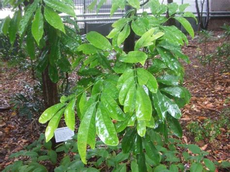 Australian rainforest trees from Sydney RBG - TROPICAL LOOKING PLANTS - Other Than Palms - PalmTalk