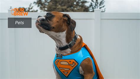 Animal Heroes Are True Heroes