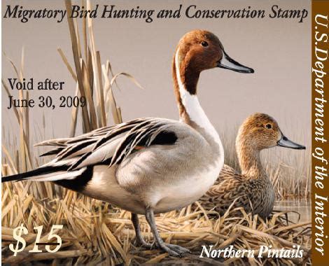 2008 Federal Duck Stamp Art Contest