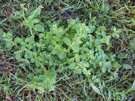 In San Antonio, Common Weeds are Abundant | ABC Blog