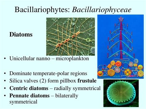 Coastal benthic environments