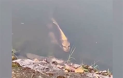 Fish with a human face spotted in a lake in China - Travelweek