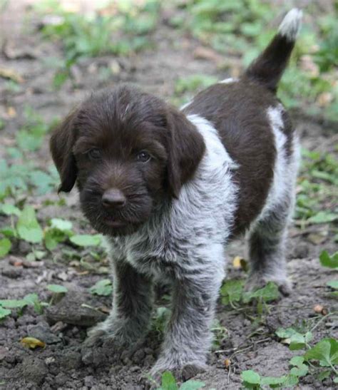 Wirehaired pointing griffon, Lab mix, Cute dogs