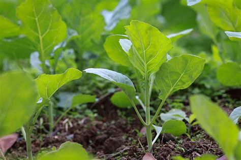 Kale Plant Spacing Kale spacing: how far apart to plant