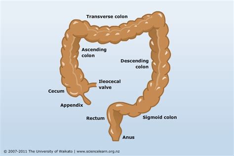 The large intestine — Science Learning Hub