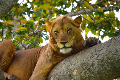 Tree climbing lions - uganda safaris, uganda wildlife safari