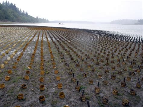 Geoduck farming in Puget Sound: a brief history | Key Peninsula News