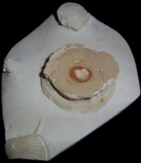 Elasmobranch Vertebrae