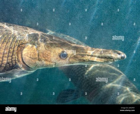 Alligator gar teeth hi-res stock photography and images - Alamy