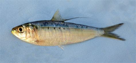 Herring Family Photographs, and Information – Clupeidae | Mexican Fish.com