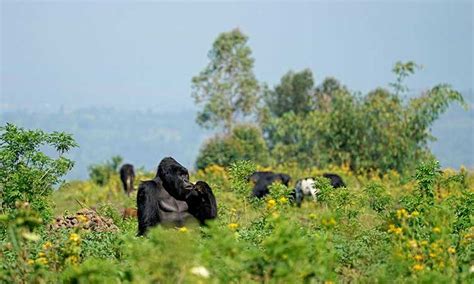 Virunga National Park Rwanda | Gorilla Trekking in Virunga National Park