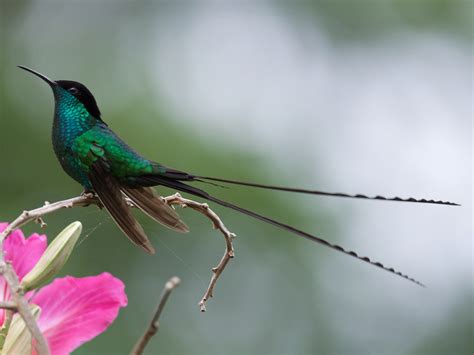 Black-billed Streamertail Hummingbird Species - Hummingbirds Plus