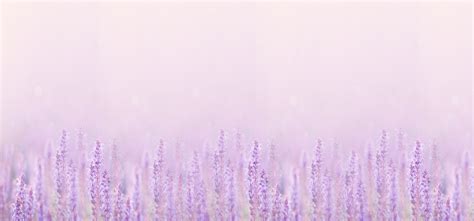 Lavender Texture Design Wallpaper Background, Pattern, Backdrop, Shrub Background Image for Free ...