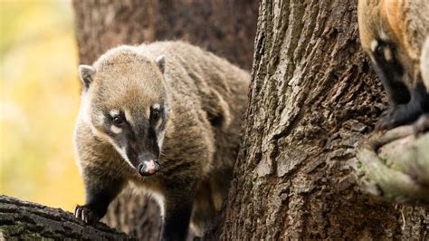 Battersea Park Children's Zoo | Attractions in Battersea, London