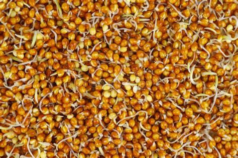 Germinated Millet Seed Sprouts, Cereal Crop, Brown Grains Sprouting with Shallow Focus Stock ...