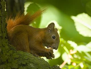 Red mushroom eater | Red squirrel (Sciurus vulgaris) perched… | Flickr