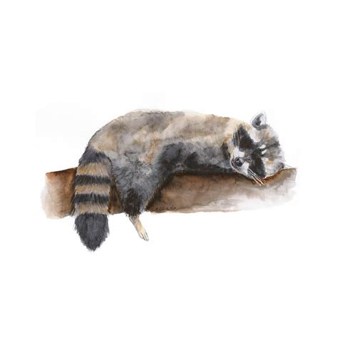 Sleeping Baby Raccoon | Nursery Art | Tiny Toes Design