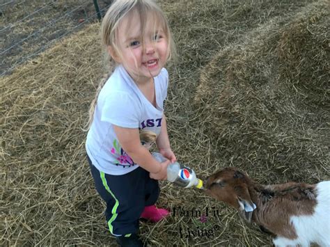 How to Get Free Scrapie Tags for Sheep and Goats | Farm Fit Living