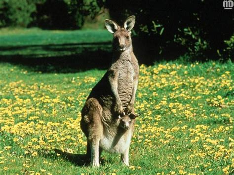 Kangaroo & Joey - The Animal Kingdom Wallpaper (1139090) - Fanpop