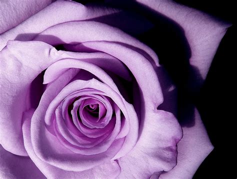 File:Lavender rose.jpg - Simple English Wikipedia, the free encyclopedia