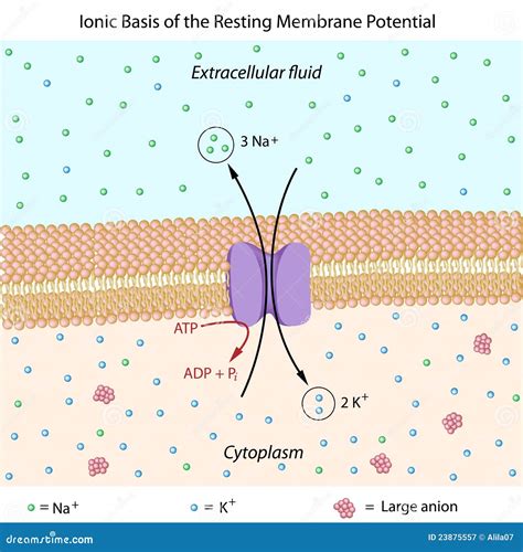 Resting Membrane Potential Royalty Free Stock Photography - Image: 23875557