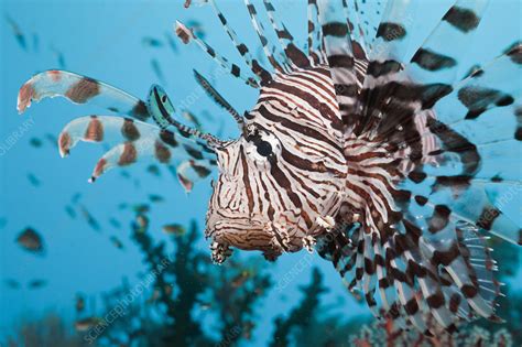 Lionfish (Pterois volitans) - Stock Image - C012/7077 - Science Photo Library