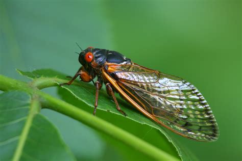 Cicada - Cicada (disambiguation) - JapaneseClass.jp